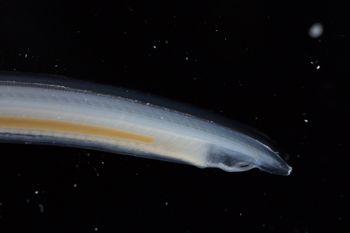 Media type: image;   Invertebrate Zoology 74259